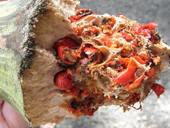 Magnolia dodecapetala