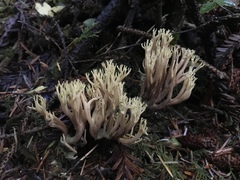 Ramaria apiculata