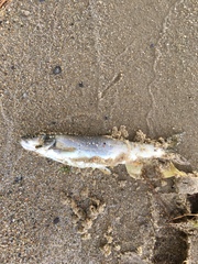 Ptychocheilus oregonensis