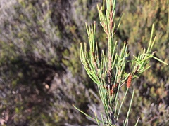 Allocasuarina nana