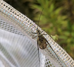 Oecanthus nigricornis