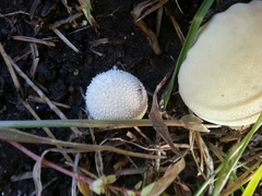 Lycoperdon