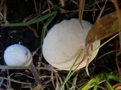 Lycoperdon