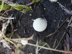 Lycoperdon