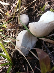 Lycoperdon