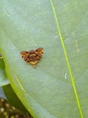 Choreutis metallica