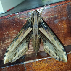 Xylophanes guianensis