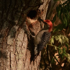 Melanerpes carolinus image
