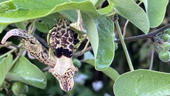 Aristolochia taliscana