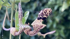 Aristolochia taliscana