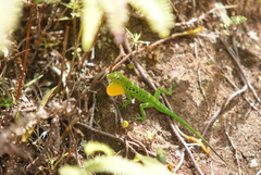 Anolis marmoratus alliaceus