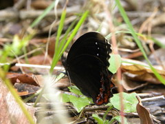 Gyrocheilus patrobas