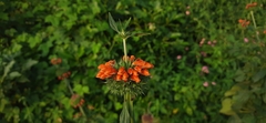 Leonotis nepetifolia