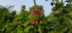 Leonotis nepetifolia