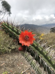 Borzicactus sepium