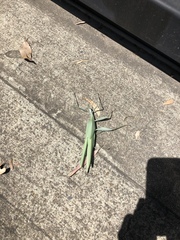 Tropidoderus childrenii