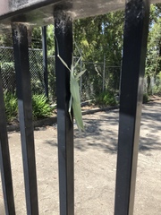 Tropidoderus childrenii