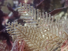 Abietinaria