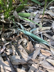 Tropidoderus childrenii