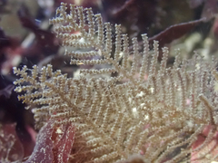 Abietinaria