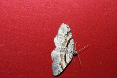 Xanthorhoe packardata