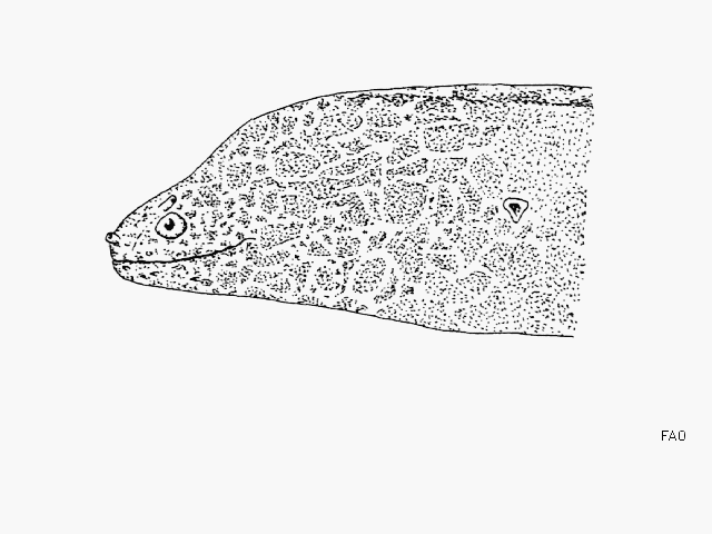 Peppered moray (Uropterygius polystictus) — Muraenidae
