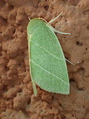 Bena bicolorana