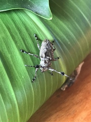 Plagiosarus melampus