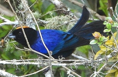 Iridosornis rufivertex