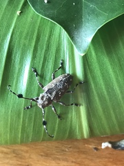 Plagiosarus melampus