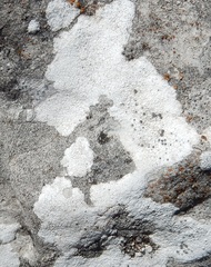 Diplotomma alboatrum