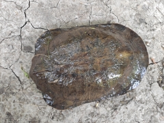 Hydromedusa tectifera