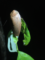 Pseudophoraspis nebulosa