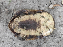 Hydromedusa tectifera