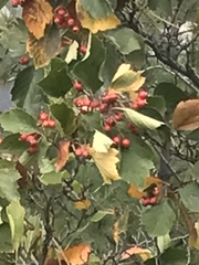 Crataegus columbiana
