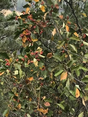 Crataegus columbiana