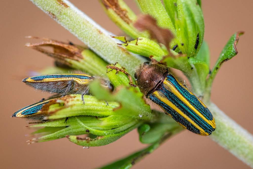 Lasionota minor