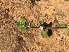 Spermacoce articularis