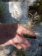Eragrostis barrelieri