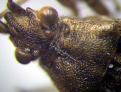 Stictopleurus subtomentosus