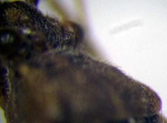 Stictopleurus subtomentosus