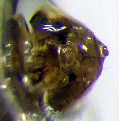 Stictopleurus subtomentosus