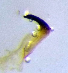 Stictopleurus subtomentosus