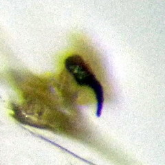 Stictopleurus subtomentosus