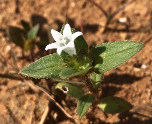 Richardia scabra