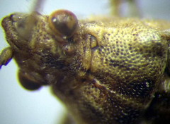 Stictopleurus subtomentosus