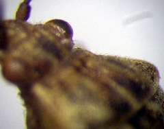 Stictopleurus subtomentosus