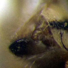 Stictopleurus subtomentosus