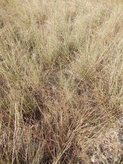 Eragrostis pectinacea