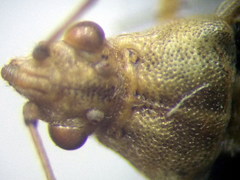 Stictopleurus subtomentosus